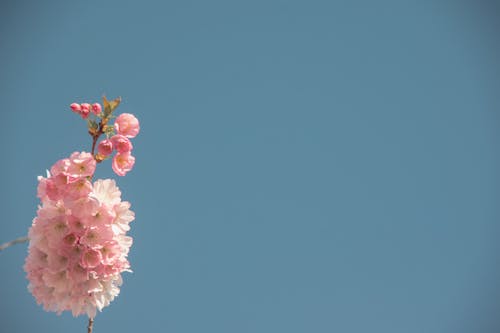 Gratis arkivbilde med rosa blomster