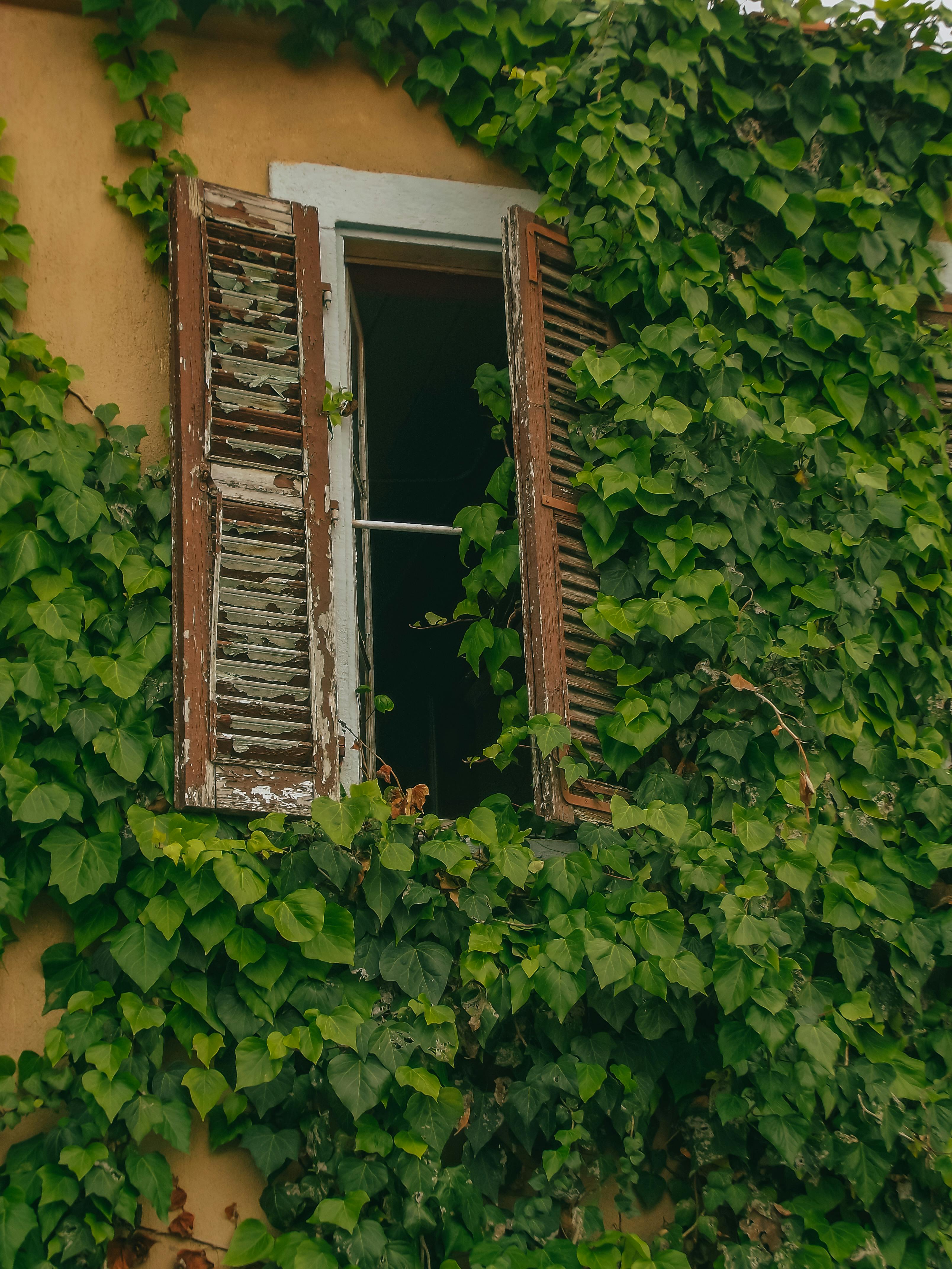 Charming rustic window surrounded by lush green ivy on an exterior wall.