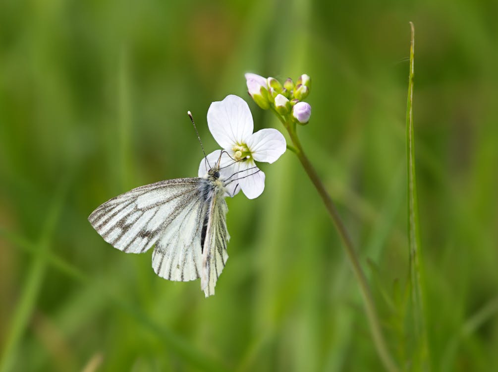 Бесплатное стоковое фото с бабочка, белый, дикая природа