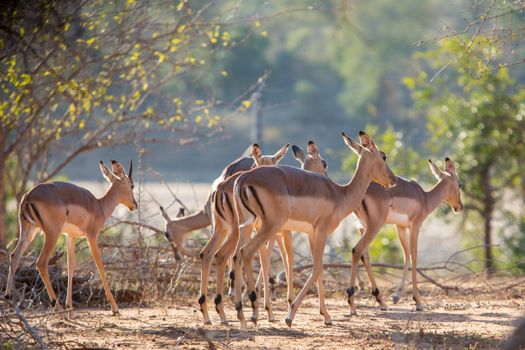 A herd of impalas roaming the sunlit savanna in Mpumalanga, South Africa.
