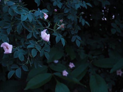 Free stock photo of beautiful flower, beautiful nature, dark green