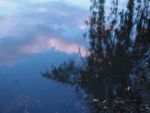 Free stock photo of artificial lake, blue sky, dark green