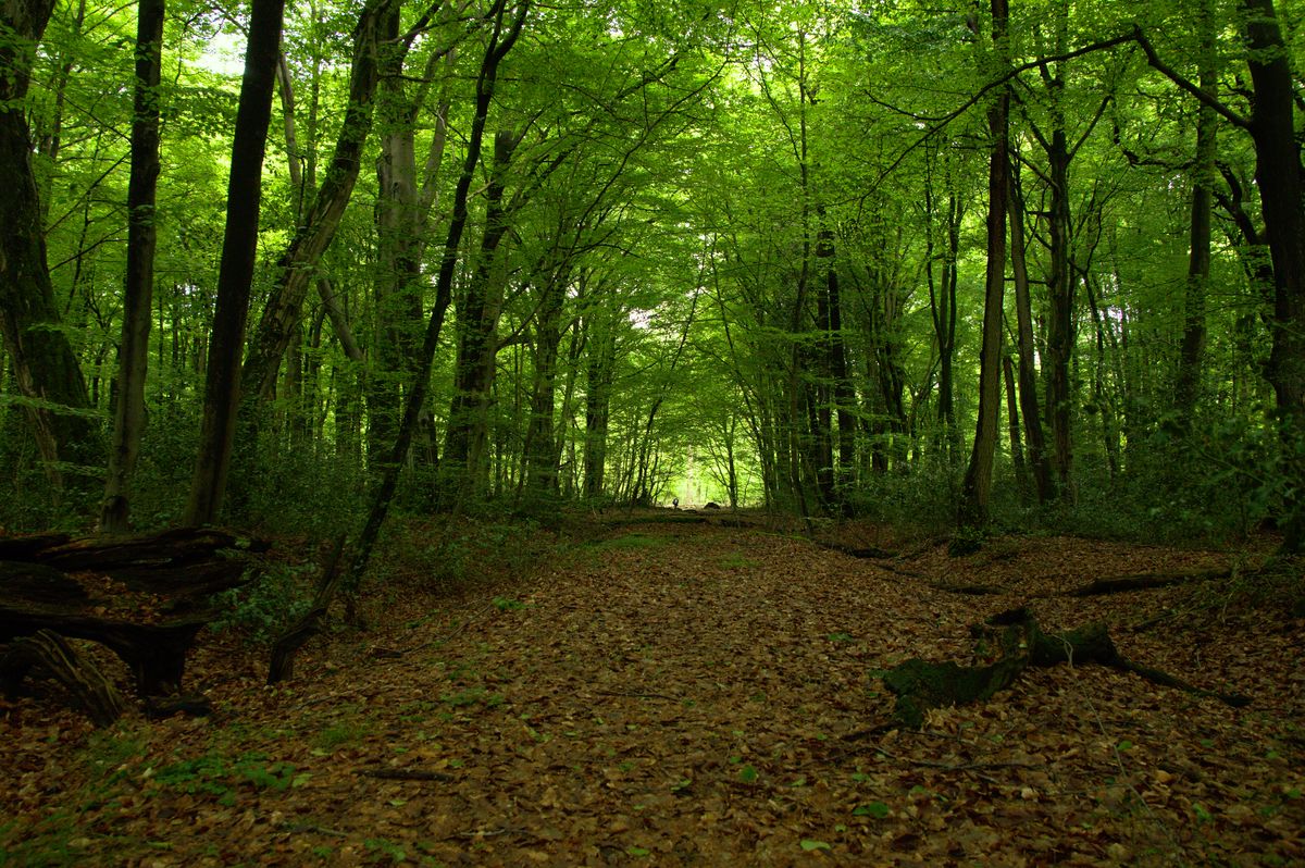 Chemin dans une forêt verdoyante