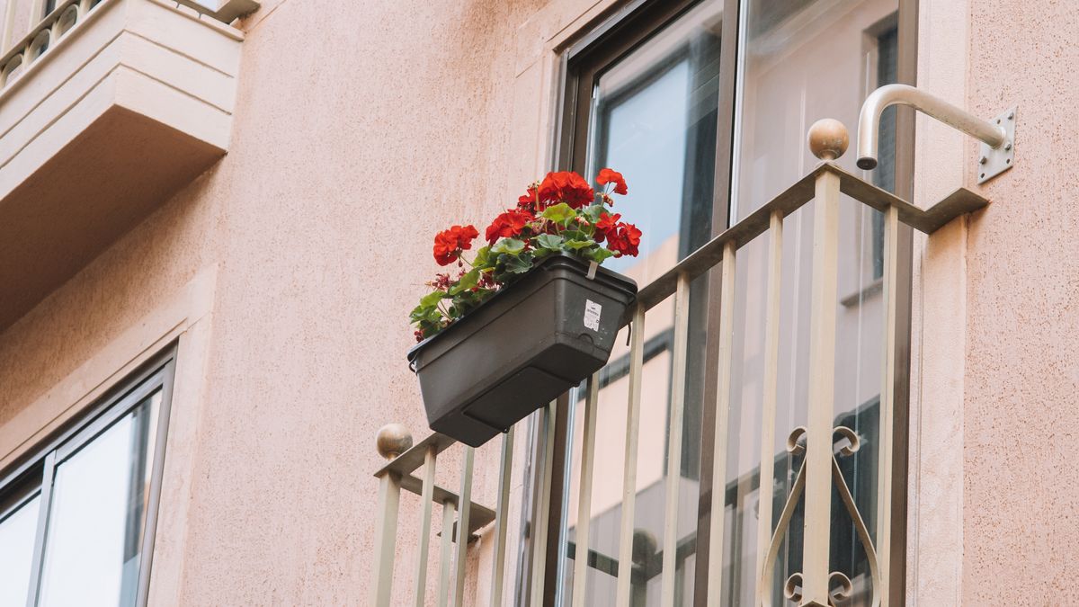 Comment choisir les meilleures plantes pour un balcon ensoleillé à Angers - illustration