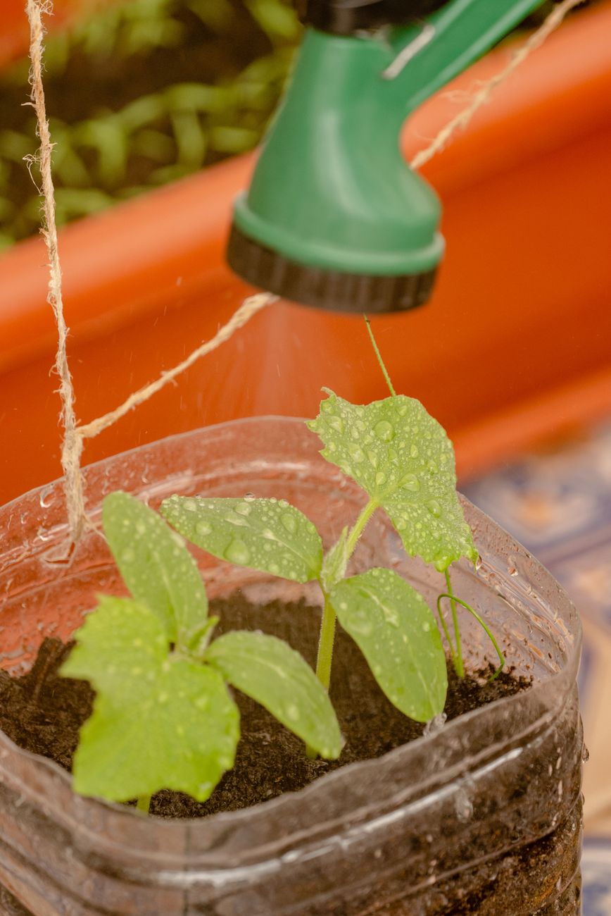 seedling under cloche with watering can