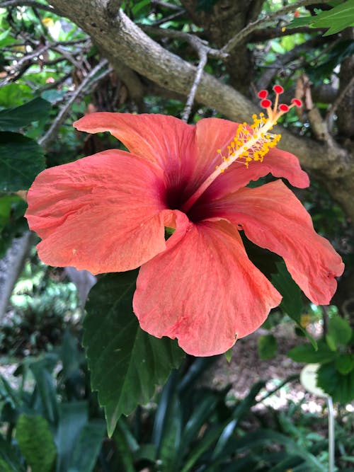 Hibiscus