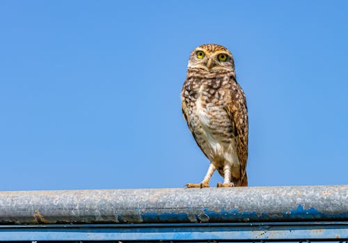 Gratis stockfoto met birdwatching, blauwe lucht, dieren in het wild