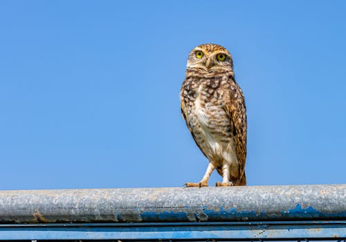 Little Owl against Blue Sky