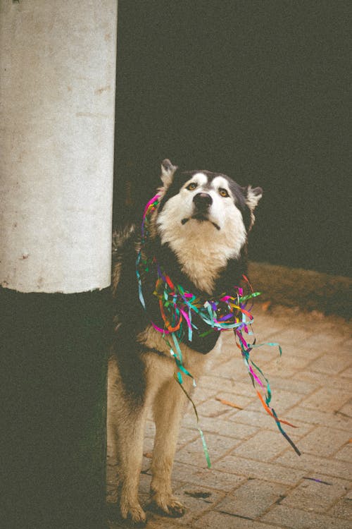 Fotos de stock gratuitas de amante de los perros, amante de mascotas, carnival