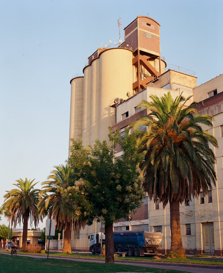 Palm Trees In Front Of Silos