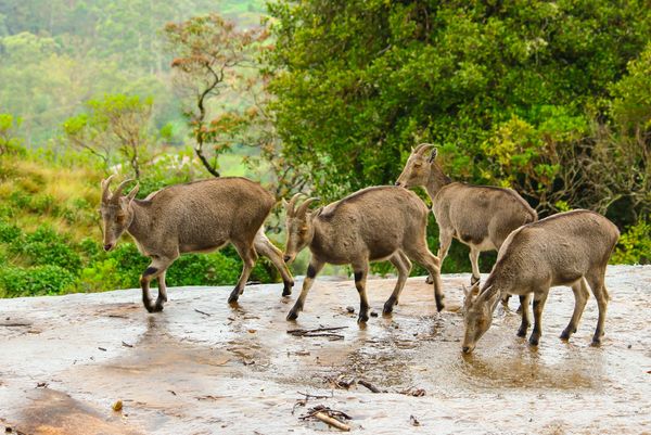Eravikulam National Park Visit