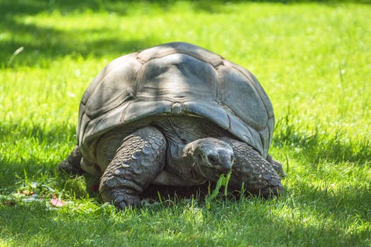 Aldabra giant tortoise in lush green grass, captured in daylight, showcasing its natural habitat and behavior.