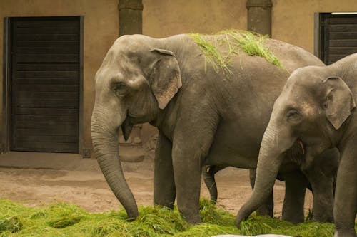 Immagine gratuita di animali, elefanti, esotico
