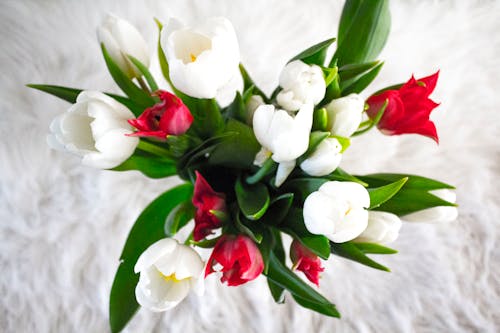 白色和红色的郁金香花
