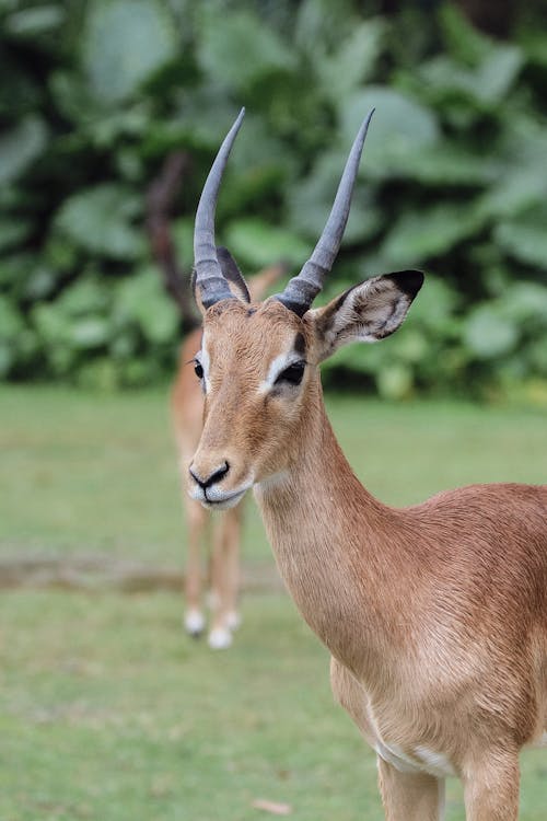Portrait of an Impala Standing Outdoors