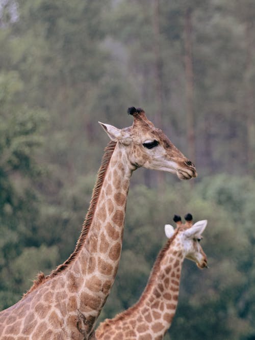 Heads of Two Giraffes Standing Outdoors