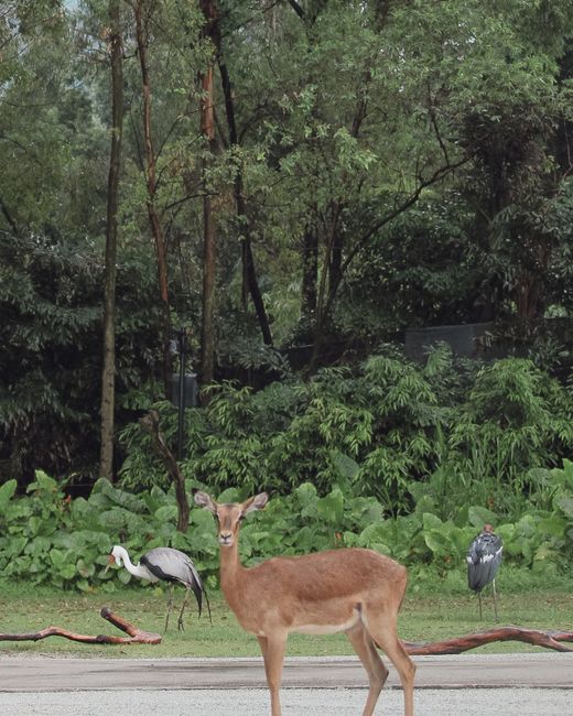 A serene scene featuring an impala antelope and marabou storks in a lush forest setting.