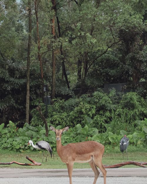 Free A serene scene featuring an impala antelope and marabou storks in a lush forest setting. Stock Photo