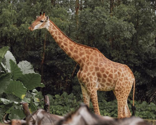 Kostenloses Stock Foto zu giraffe, porträt, safari