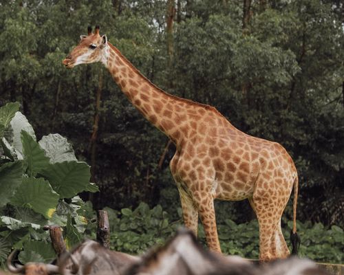 Free A graceful giraffe amidst vibrant greenery, captured in its natural habitat, showcasing wildlife beauty. Stock Photo
