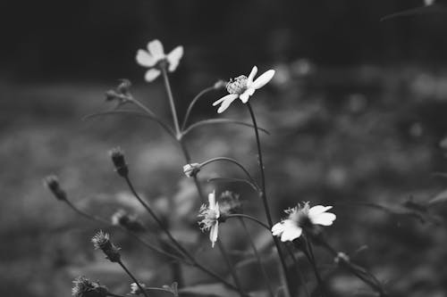 Free stock photo of black white, flower background