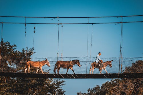 Farmer Riding a Donkey across a Suspension Bridge