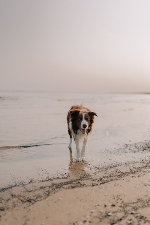 Fotobanka s bezplatnými fotkami na tému breh, domáce zviera, more