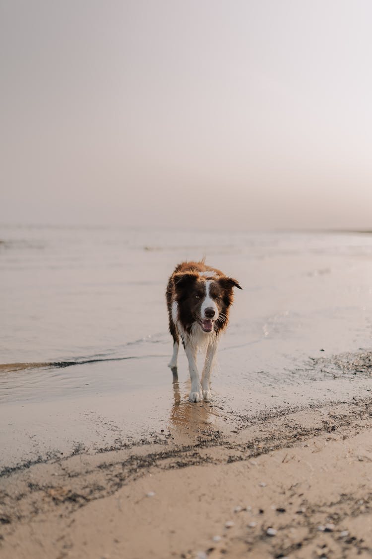 Dog On Sea Shore