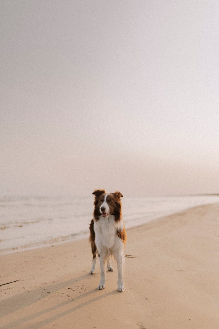 Dog On Beach