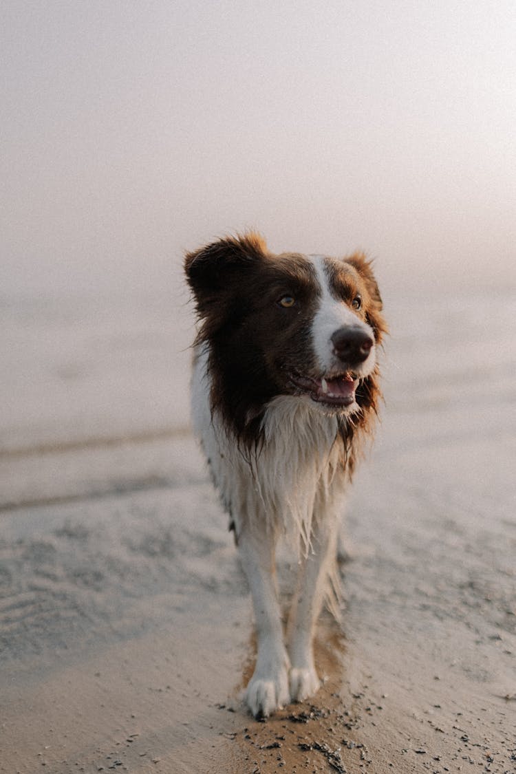 Close Up Of Dog On Beach