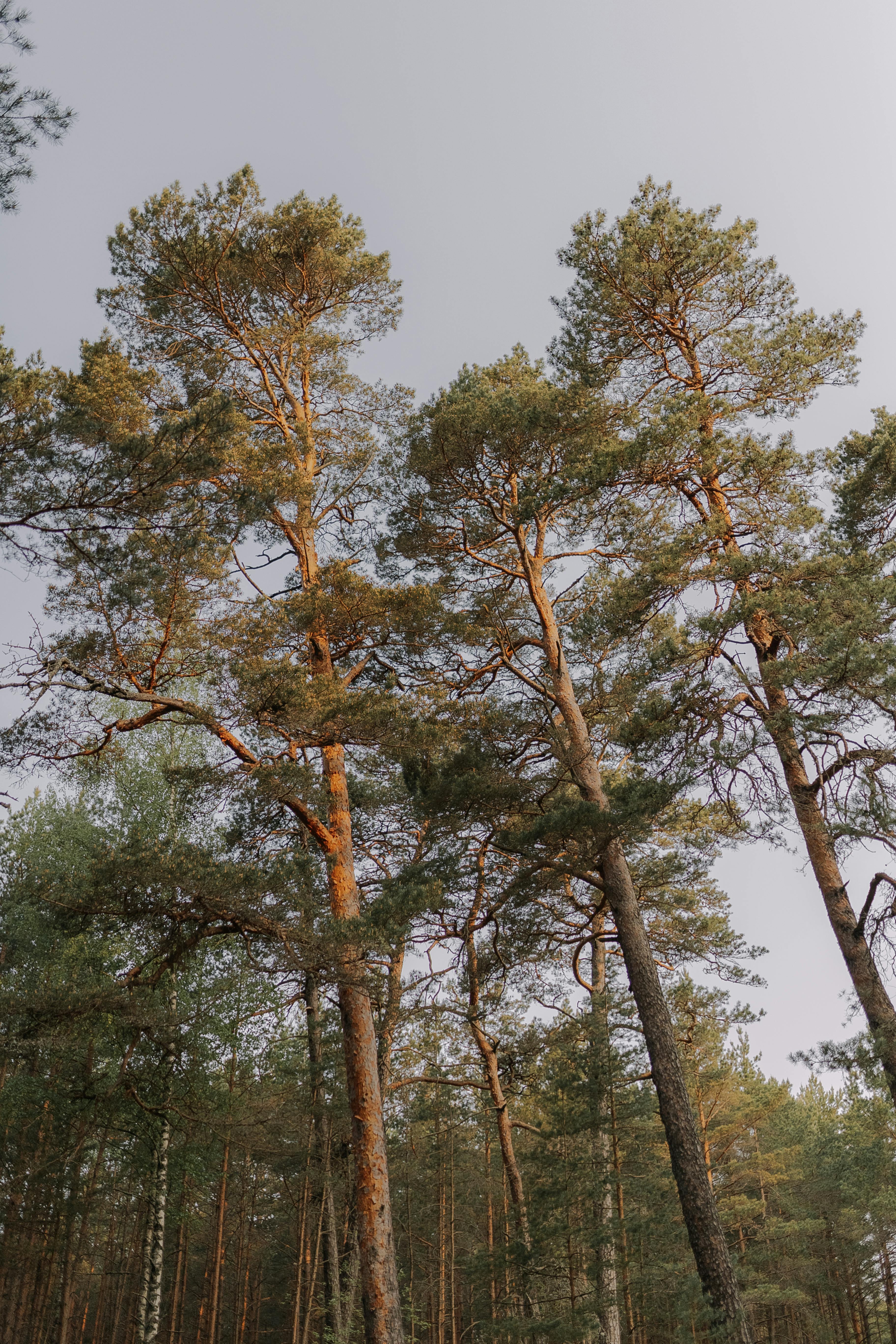 A serene view of tall coniferous trees reaching towards the sky in a quiet forest.