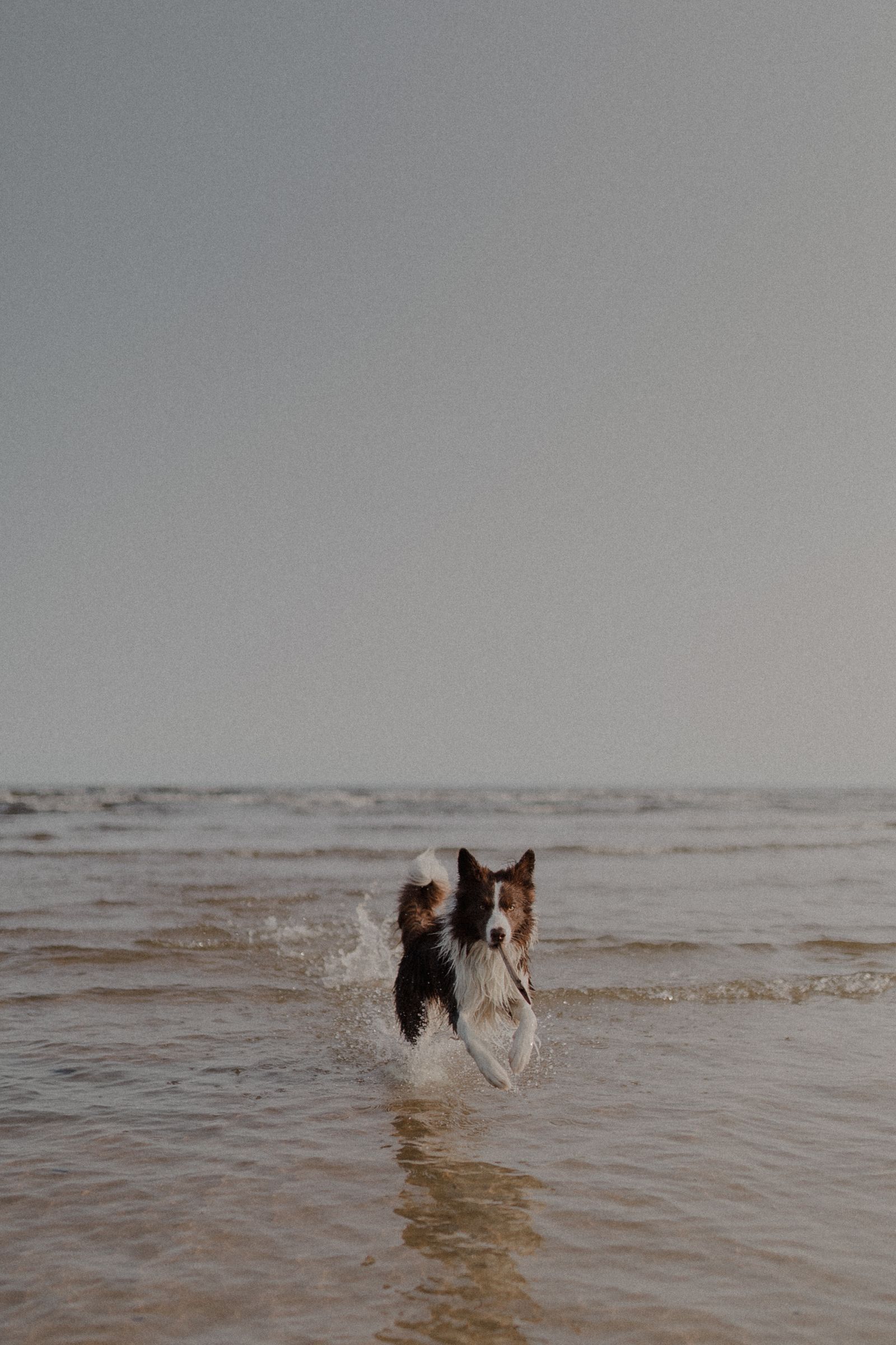 Hundestrand im Herbst 2026: Nachsaison an Nord- und Ostsee
