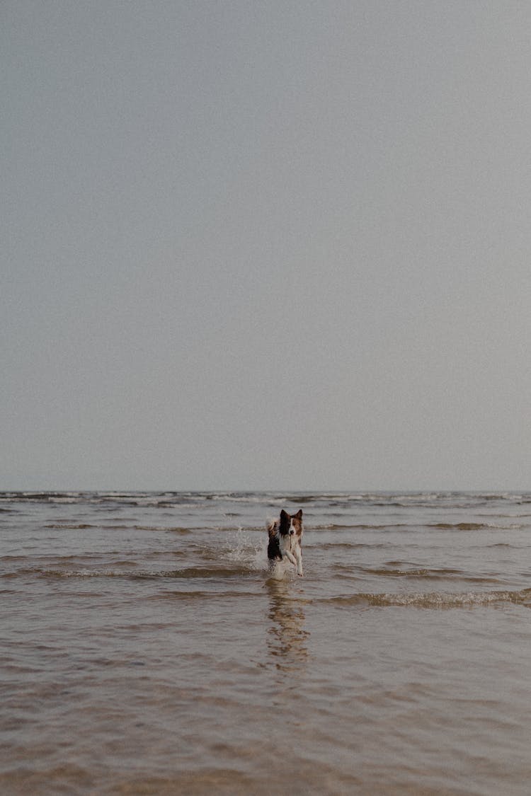 Happy Dog Running On Sea