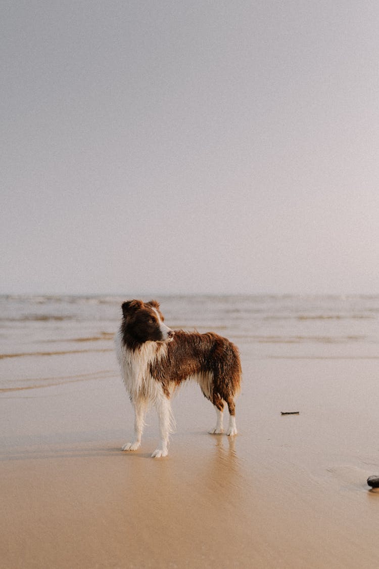 Dog On Beach On Sea Shore