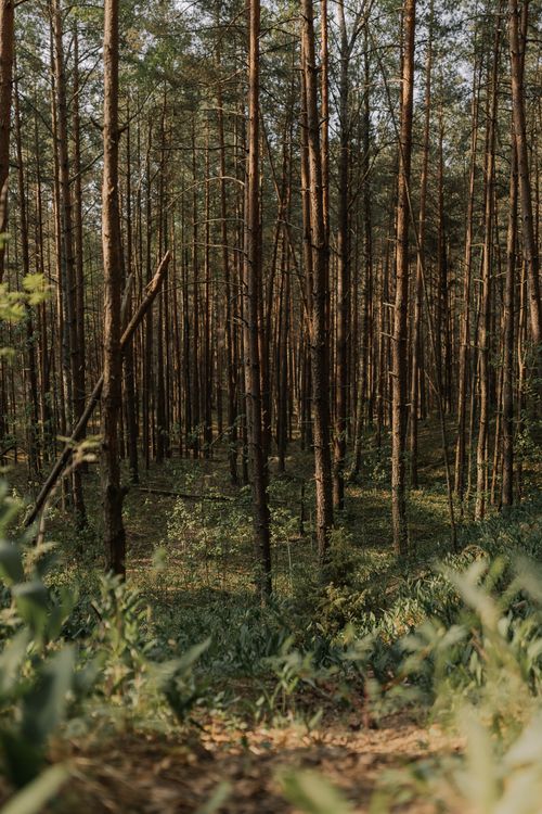 Free A serene forest scene with tall trees and a sunlit footpath, perfect for nature themes. Stock Photo