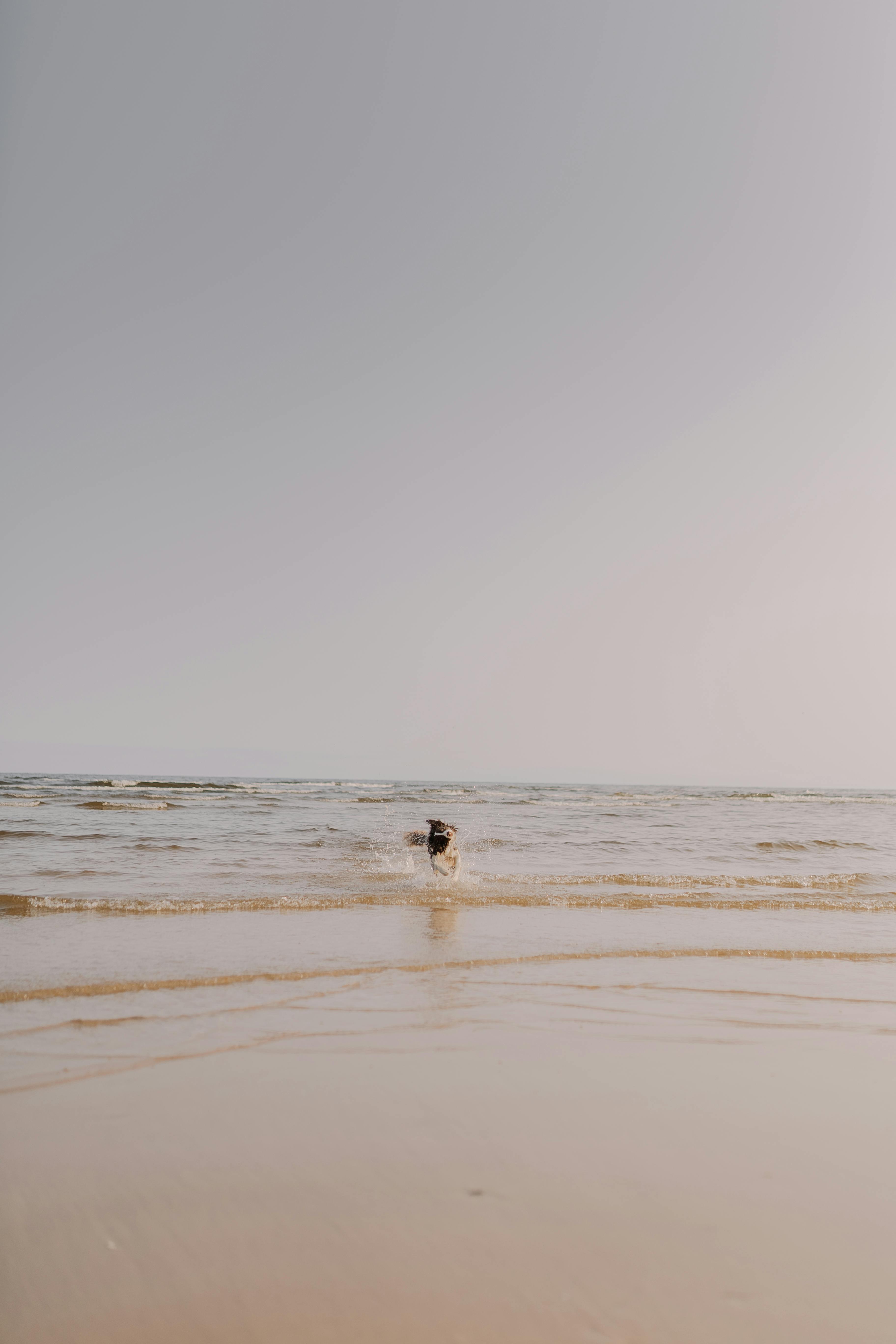 a dog on a beach