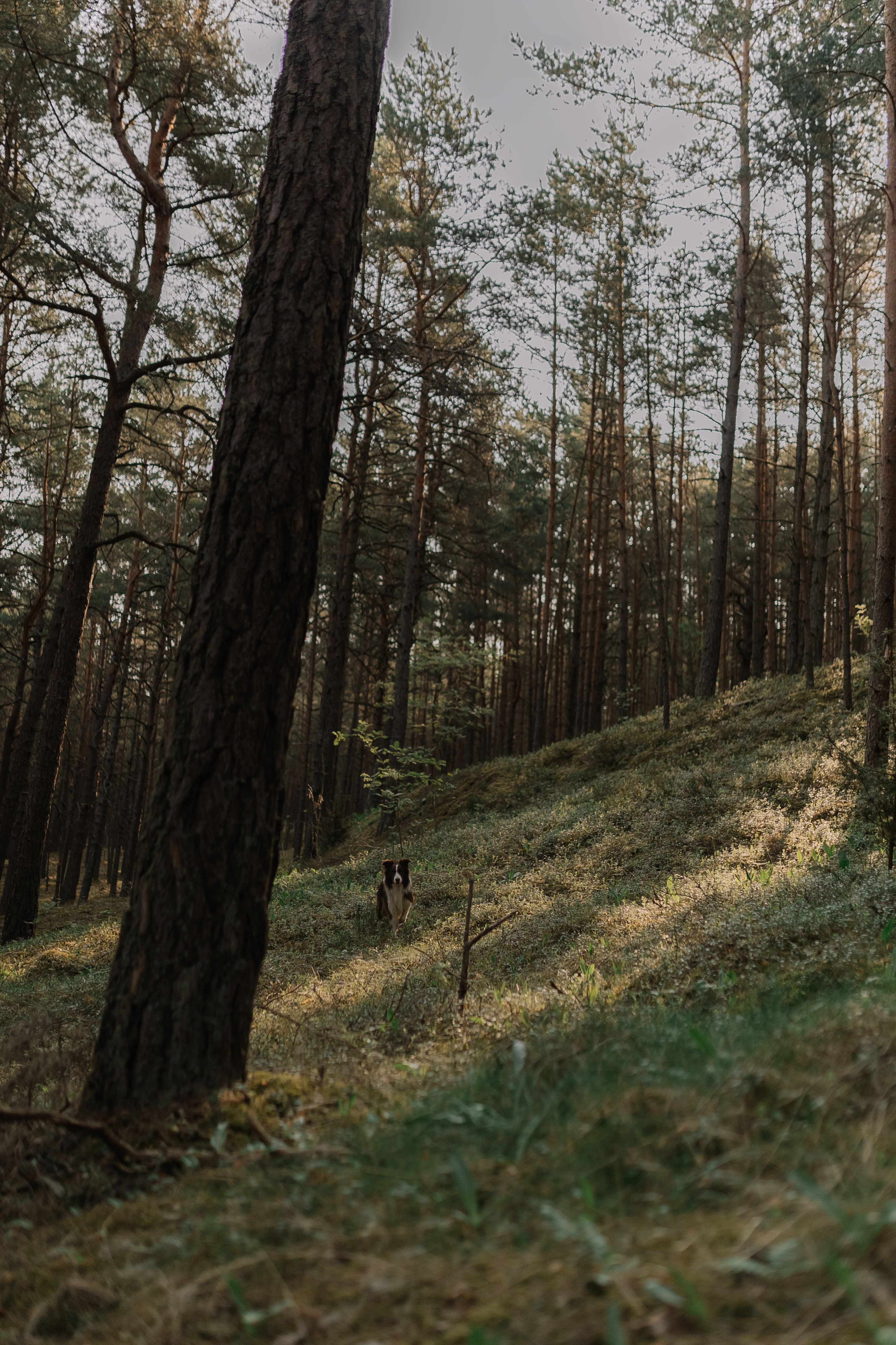 Woman and Man Running with Dog in Forest · Free Stock Photo