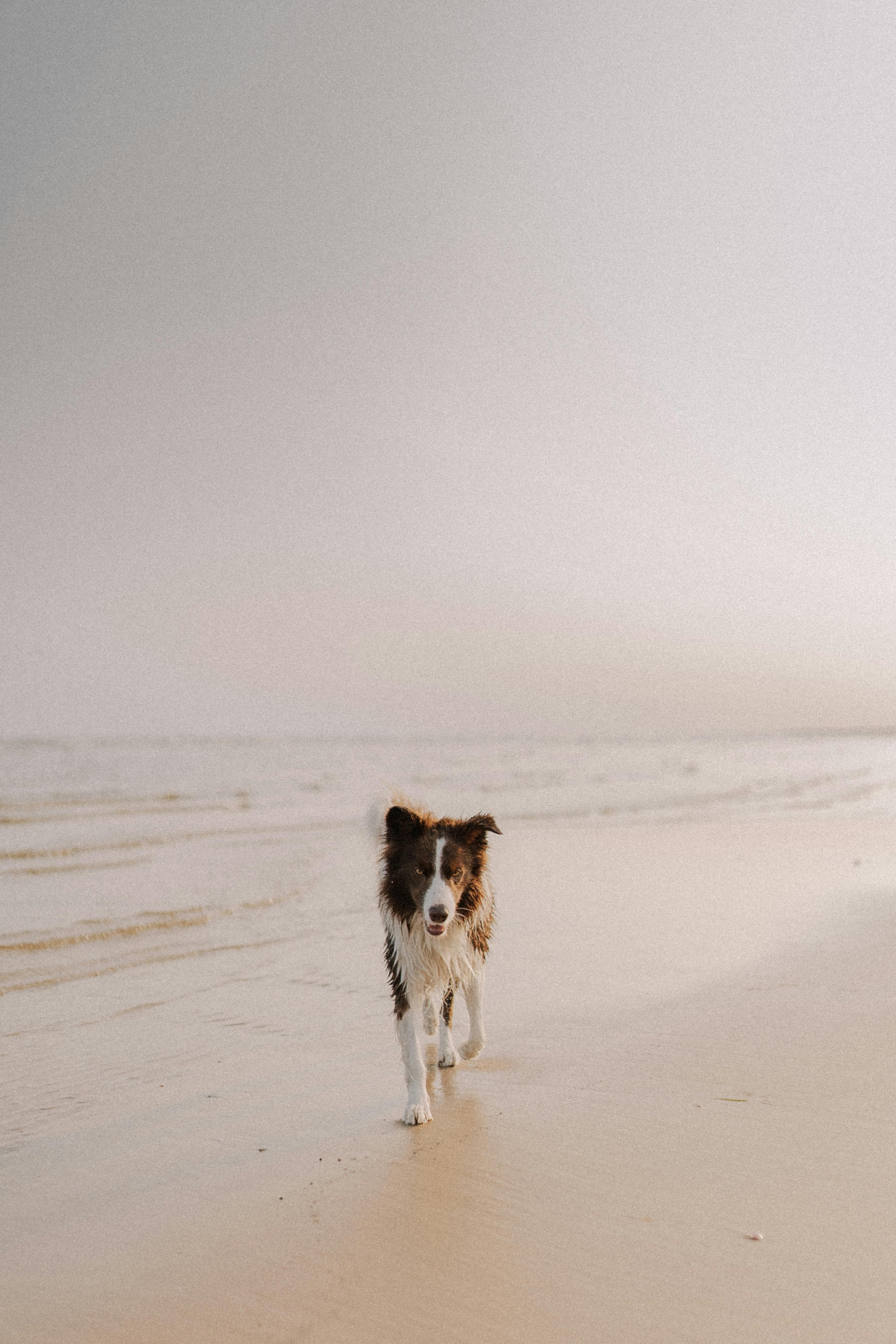 Border Collie walking on a sandy beach under clear skies