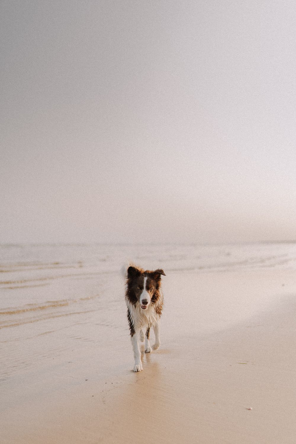 Border Collie walking on a sandy beach under clear skies