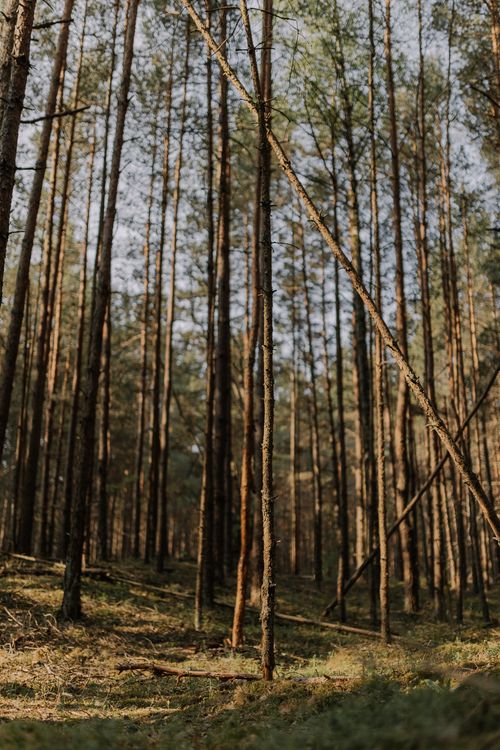 Free A serene view of a sunlit forest with tall pine trees creating a natural canopy. Stock Photo