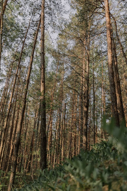 ağaçlar, çam, dar açılı çekim içeren Ücretsiz stok fotoğraf