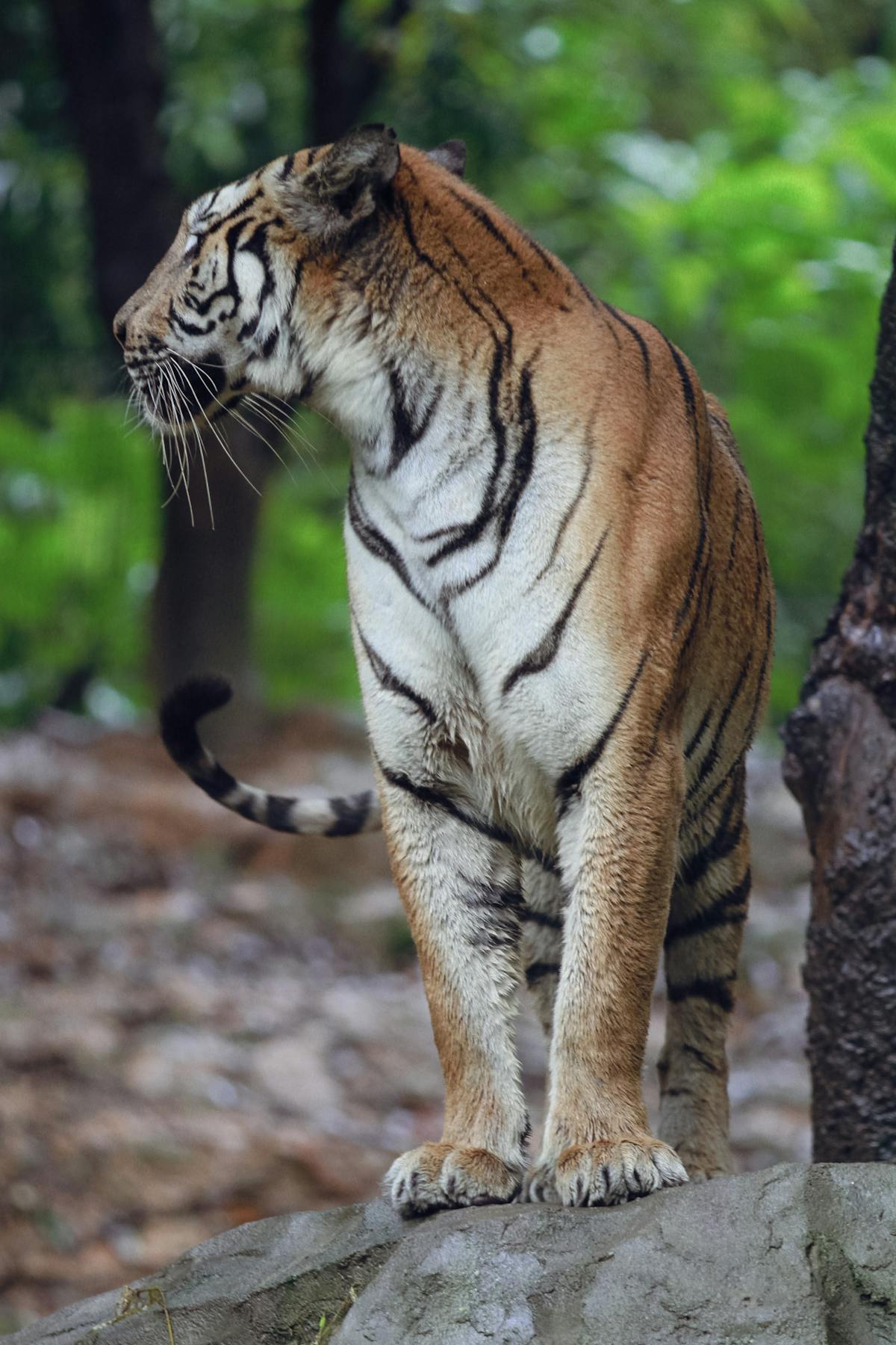 Tiger Standing Up Photos, Download The BEST Free Tiger Standing Up