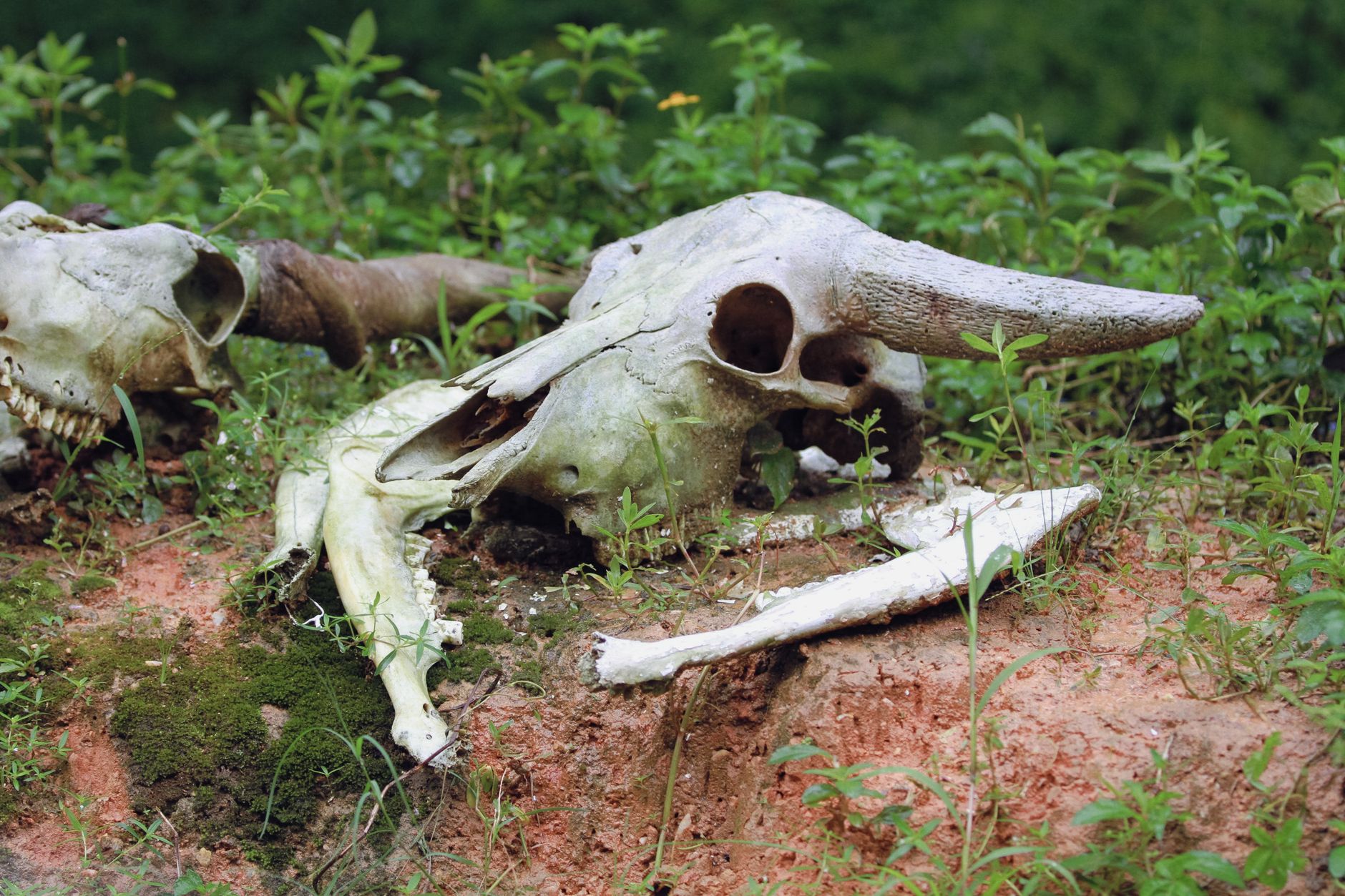 A detailed close-up of an animal skull resting on a grassy forest floor, surrounded by greenery.