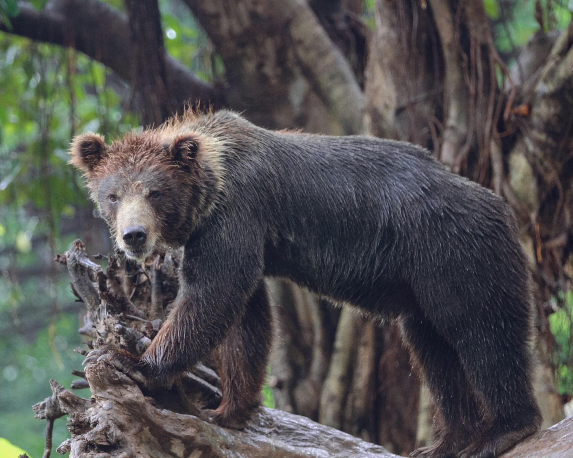 A Bear in a Forest