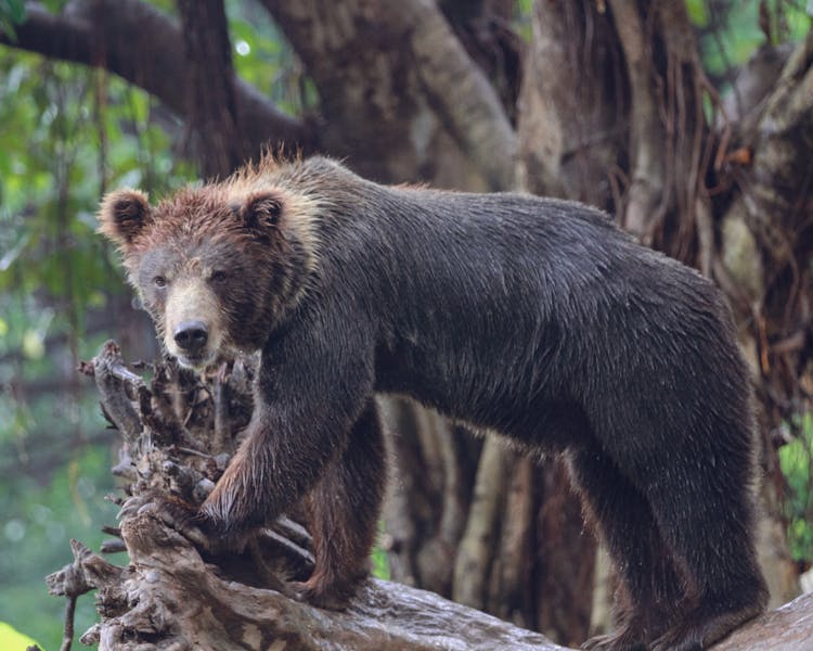 A Bear In A Forest