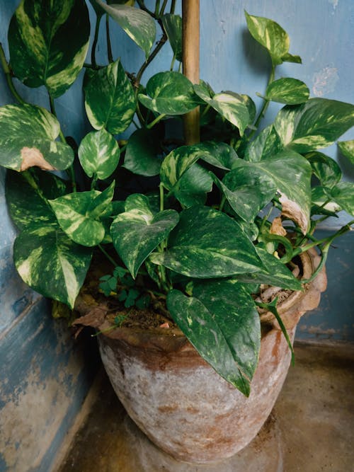 Foliage Plant in Clay Flower Pot Standing in Room Corner