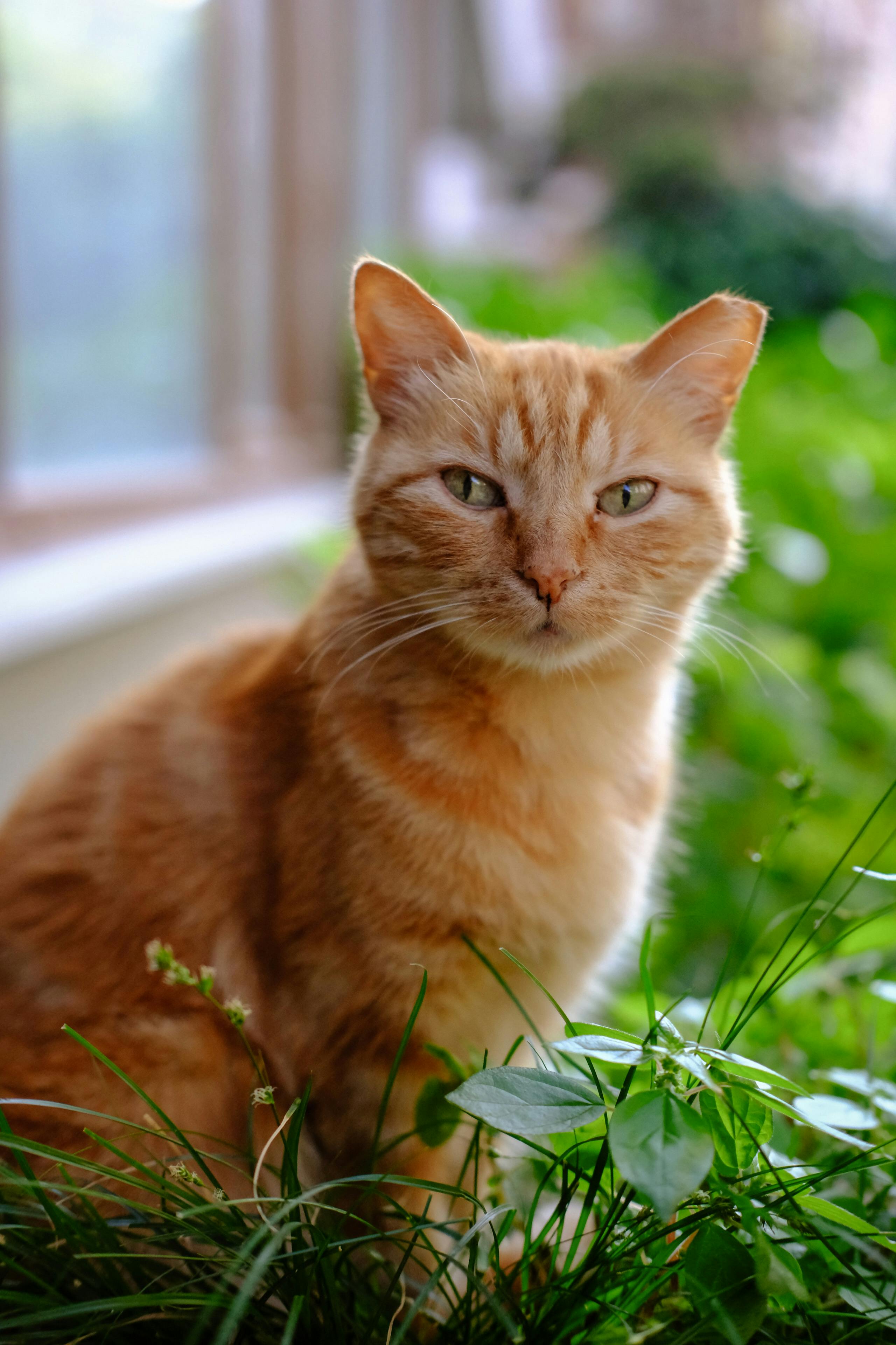 a cat sitting in the grass with green leaves