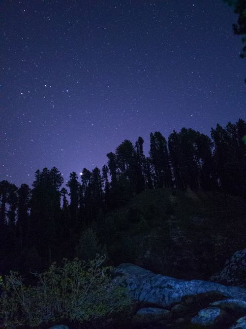 Free Silhouetted trees under a star-filled sky in Beerwah at night, creating a serene forest view. Stock Photo