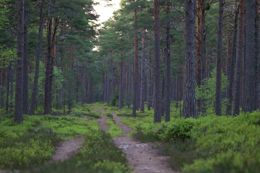 Tranquil pine forest trail in summer, lush greenery and tall trees.