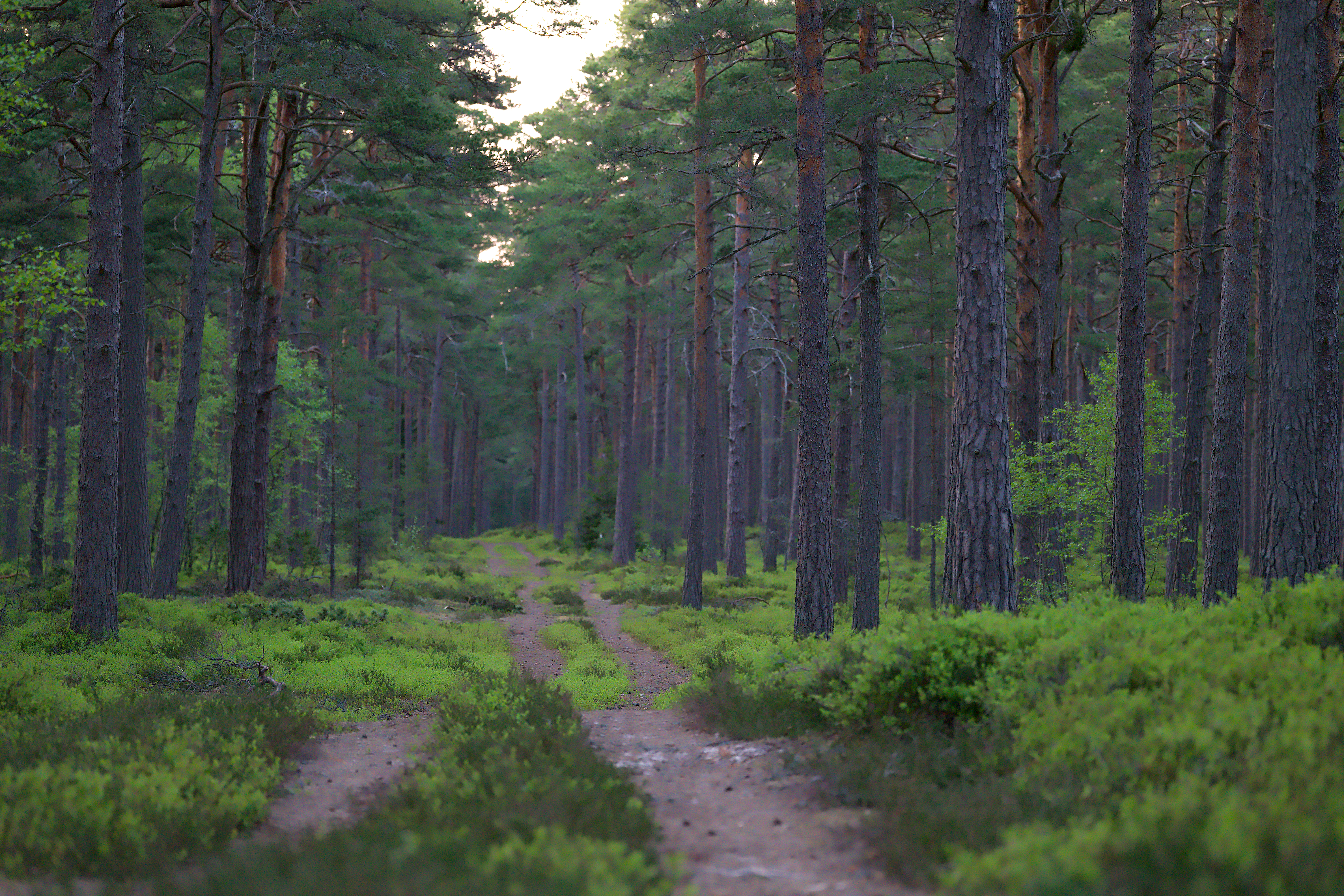A legjobb 300 000+ Forest+&+main témájú fotó · 100%-osan ingyenes ...